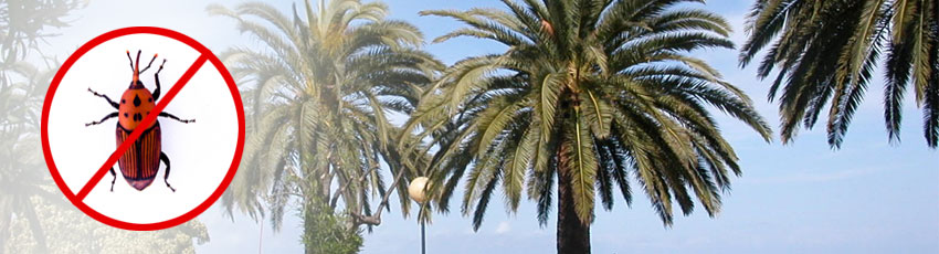 lotta al punteruolo rosso delle palme
