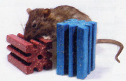 ratto